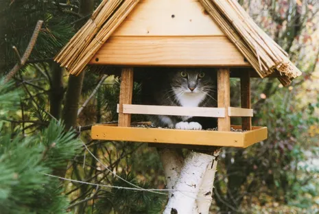 Besetzt: Katze Mausi hat es sich im Vogelhaus bequem gemacht.