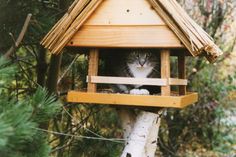 Besetzt: Katze Mausi hat es sich im Vogelhaus bequem gemacht.