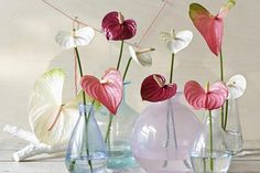 Am Valentinstag haben Herzen Hochkonjunktur. Sie sind das beliebteste Symbol für die Liebe. Wem Herzpralinen, Herzballons oder Karten mit Herzchen „too much“ sind, dem empfiehlt sich die herzförmige Anthurie.