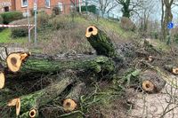 Ein alter Baum am Teufelsberg drohte zu fallen und wurde von der Feuerwehr abgesägt.