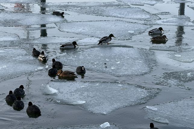 Die Futtersuche gestaltet sich schwierig für viele Wasservögel.