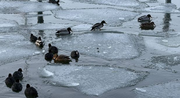 Die Futtersuche gestaltet sich schwierig für viele Wasservögel.