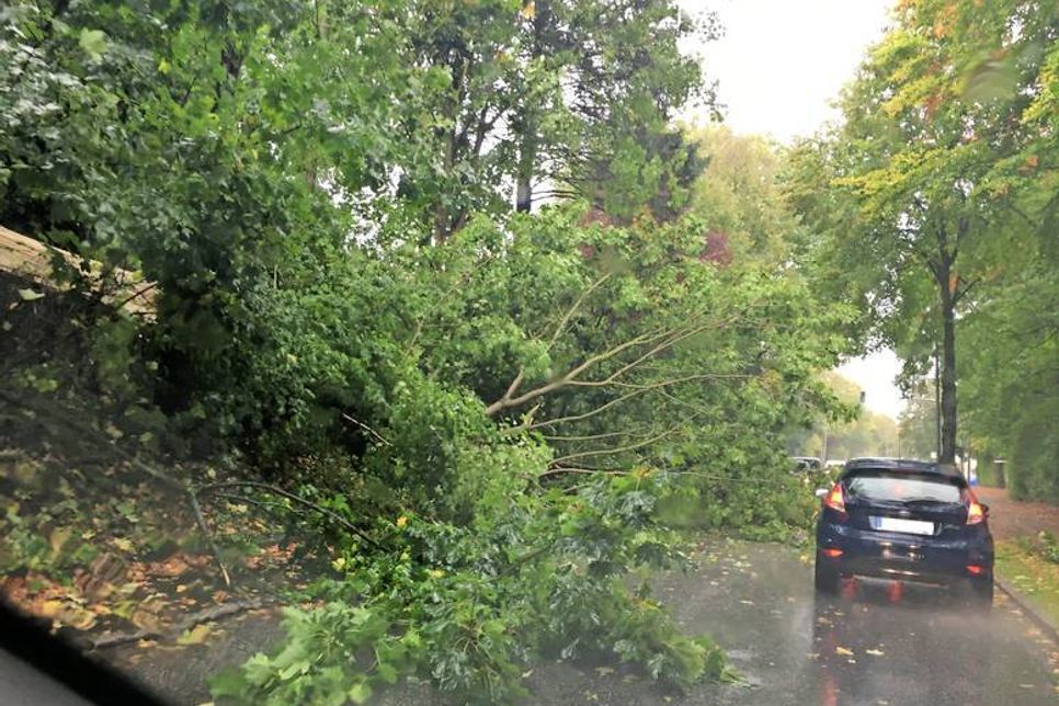 Umgestürzte Bäume blockierten, wie hier im Sandberger Weg in Neustadt, die Fahrbahn.