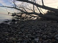 Ein schöner alter Baum wurzelt nahe dem Strand. Lieke John schoss dieses tolle Foto in Sierksdorf.