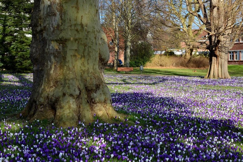 Ein gern gesehener Klassiker, was Frühlingsmotive in Neustadt angeht, ist die Krokusblüte im Lienaupark, hier fotografiert von Monika Grebien.