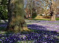 Ein gern gesehener Klassiker, was Frühlingsmotive in Neustadt angeht, ist die Krokusblüte im Lienaupark, hier fotografiert von Monika Grebien.