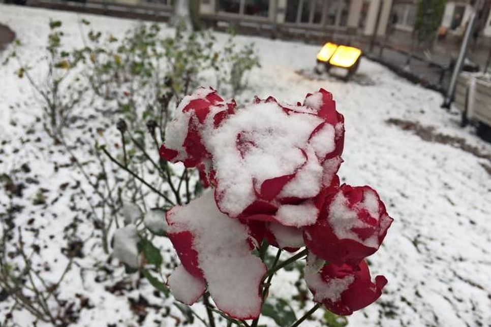 Ungewöhnlich früh kam der erste Schnee auch für manche Rosen.