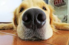 Auch Golden Retriever leiden wegen ihres dichten, langen Fells häufig stärker unter Hitze.