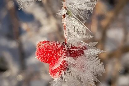 Ellen Griebels Foto überzeugt mit einem Blick fürs Detail.