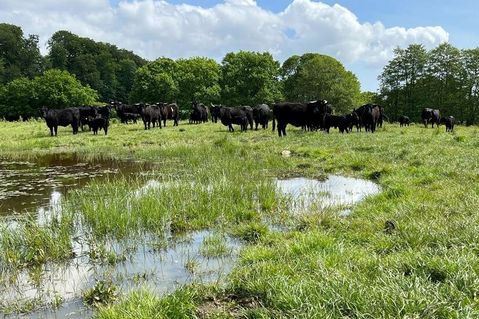 Die Welsh Black Rinder stehen auf Weiden in Gömnitz und Grube.