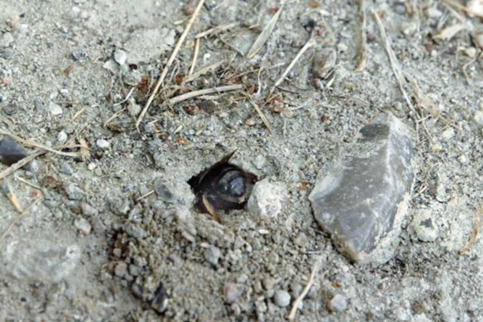 Neben einem Flintstein buddelt sich eine Sandbiene aus dem Boden. Das Insekt ist eine Wildbiene, die für ihre Nachkommen Larvengänge gräbt. Sandiger und zugleich fester Boden, wie ihn die Gletscher der letzten Eiszeit in der Region hinterlassen haben, ist dafür geeignet. Häufig ist die Schicht mit kleinen und großen Flintsteinen durchsetzt. Foto: Schneider