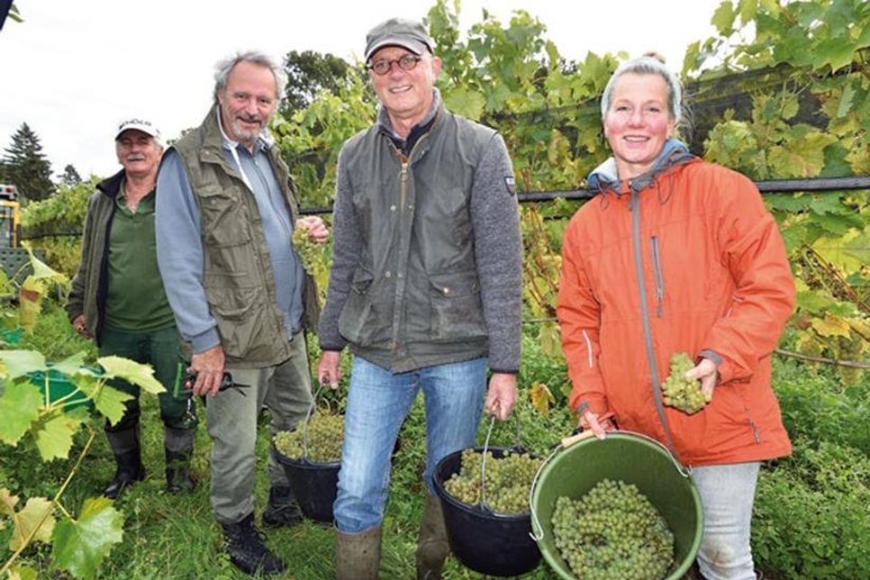 Steffen Montigny und eine Kohorte von Helfern haben sich Mitte Oktober den letzten Viertelhektar des Weinbergs vorgenommen und die Sorte „Felicia“ geerntet, aus der Sekt nach Champagnerverfahren entstehen soll.
