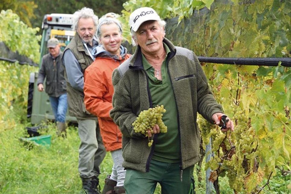 Letzte Lese 2020 auf Hof Altmühlen: Mariam Droszkowski, Tina Benz und Jürg Buss (v. r.) haben alle Hände voll zu tun, die weißen Trauben von den Rebstöcken zu schneiden.