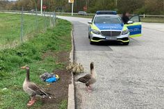 Die Gänsefamilie wurde in Sicherheit gebracht.