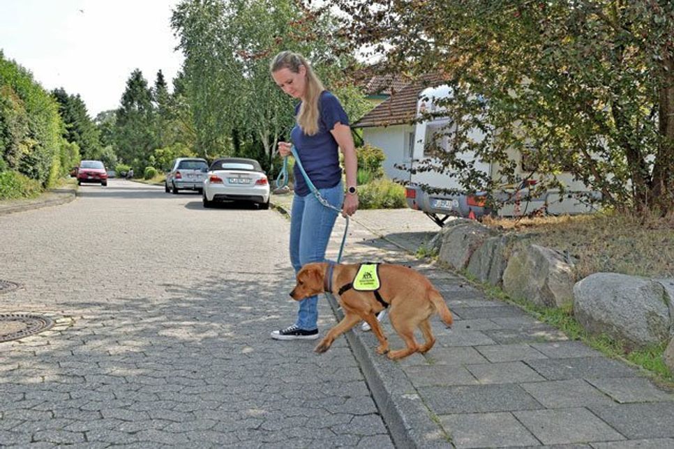 Die Straßenüberquerung, bei der sie grundsätzlich zunächst Platz nehmen soll, beherrscht Bounty beim Training schon sicher.