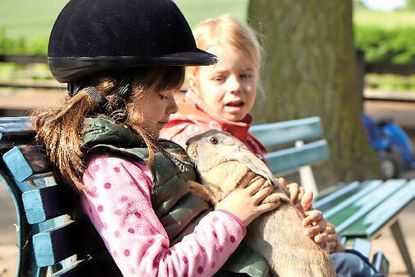 Die Hasen können jederzeit gestreichelt und gekuschelt werden.