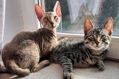 Die Geschwisterkatzen wünschen sich ein Zuhause, in dem sie für immer zusammenbleiben dürfen.