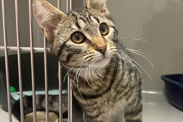 Dieser Kater wurde zwischen Schönwalde und Bergfeld gefunden.