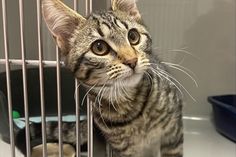 Dieser Kater wurde zwischen Schönwalde und Bergfeld gefunden.