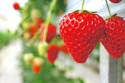 Besonders wichtig ist dabei der richtige Erntezeitpunkt, denn Erdbeeren reifen nach dem Pflücken kaum nach.