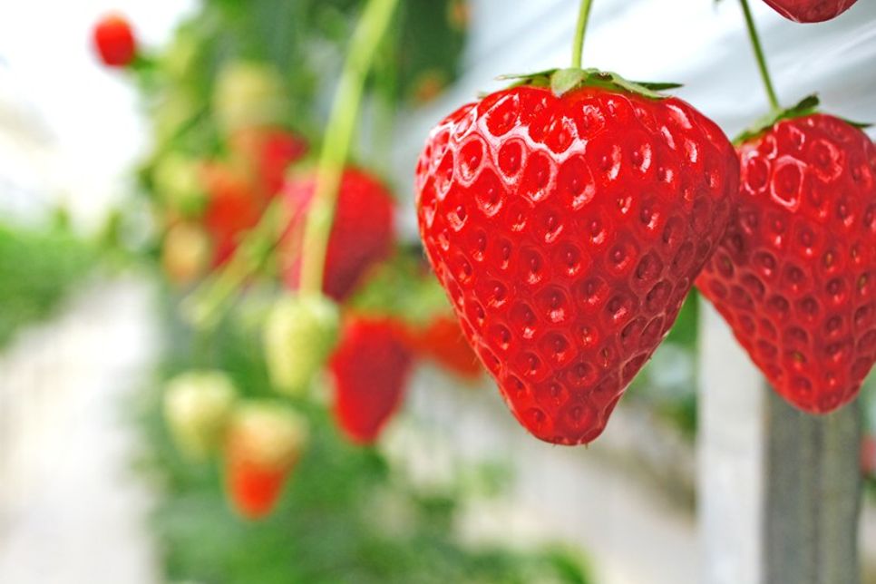 Besonders wichtig ist dabei der richtige Erntezeitpunkt, denn Erdbeeren reifen nach dem Pflücken kaum nach.