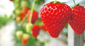 Besonders wichtig ist dabei der richtige Erntezeitpunkt, denn Erdbeeren reifen nach dem Pflücken kaum nach.