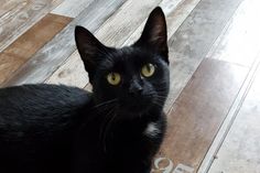 Heiligenhafen-Fehmarn. Bella war eine Streunerin und hat sicher bisher nicht viel Gutes erlebt. Als sie wieder trächtig war, kam sie zum Glück in die Obhut von Tiere in Not und hat dort ihre fünf Babys bekommen und großgezogen. Bella ist circa zwei Jahre alt, kastriert und gechipt und möchte in einem neuen Zuhause jetzt ihr Katzenleben geniessen. Sie ist sehr zutraulich und verschmust und einfach nur dankbar für Zuwendung. Wer gibt ihr das ersehnte endgültige Zuhause? Bei Interesse bitte melden unter Tel. 01522/7393344. (red)
