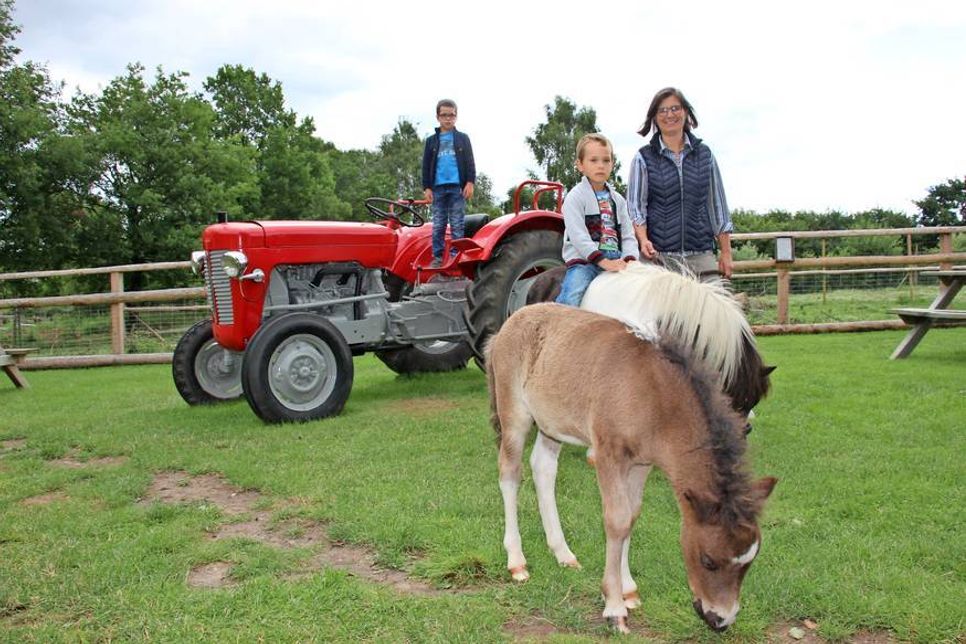 Absoluter Hof-Liebling ist derzeit das kleine Ponyfohlen Filou.