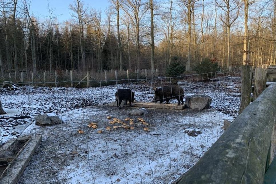 Nicht nur für Kinder spannend: Bei den Wildschweinen ist ganz schön was los, vor allem, wenn es ums Futter geht.