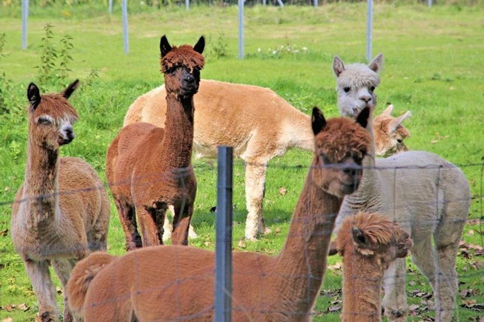 Die Kutsche lockt  neugierige Alpakas an den Zaun.