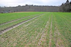 Auf diesem Gelände soll das Neubaugebiet „Mittelste Bohnrade“ entstehen. An der L 258 linksseitig in Richtung Harmsdorf sind direkt an der Hirschkoppel angrenzend 41 Grundstücke, vorgesehen für Ein- und Doppelhäuser, geplant.
