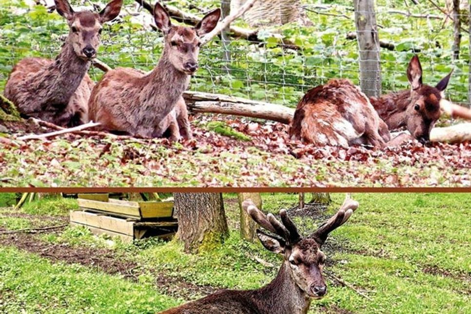 Drei Schmaltiere ergänzen das Rotwildrudel im Malenter Tierpark. Noch halten sie sich „bedeckt“ und kommen auch den Besuchern nicht zu nahe. - Platzhirsch Harry hat die Ruhe weg.