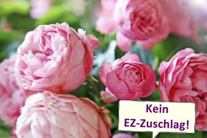 Pfingstrosen (Päonien) läuten mit ihren prachtvollen weißen bis rosa Blüten den Frühsommer ein. Foto: Fotolia.