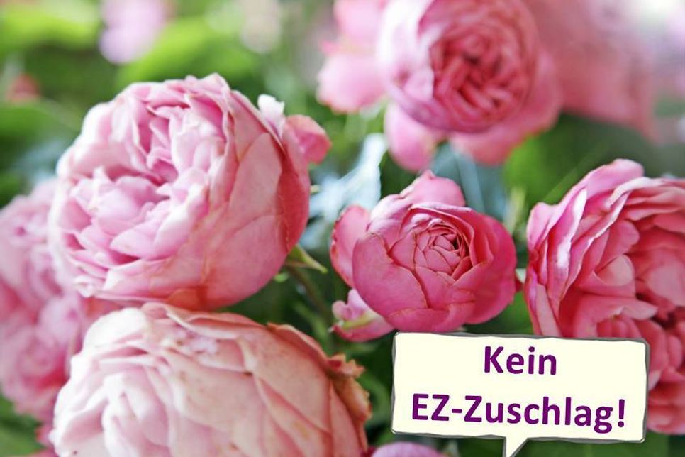 Pfingstrosen (Päonien) läuten mit ihren prachtvollen weißen bis rosa Blüten den Frühsommer ein. Foto: Fotolia.