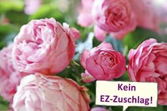 Pfingstrosen (Päonien) läuten mit ihren prachtvollen weißen bis rosa Blüten den Frühsommer ein. Foto: Fotolia.