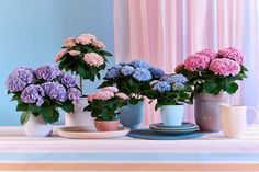 Die Magical Hydrangea gibt es in unterschiedlichen Größen und können nach Lust und Laune miteinander arrangiert werden. (Foto: Magical Hydrangea)