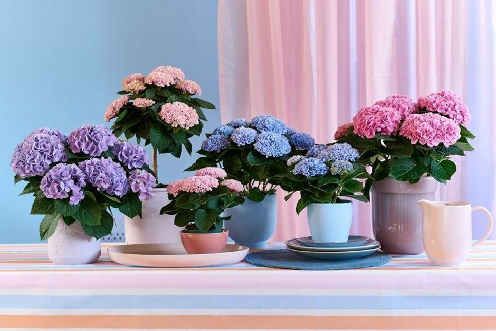 Die Magical Hydrangea gibt es in unterschiedlichen Größen und können nach Lust und Laune miteinander arrangiert werden. (Foto: Magical Hydrangea)