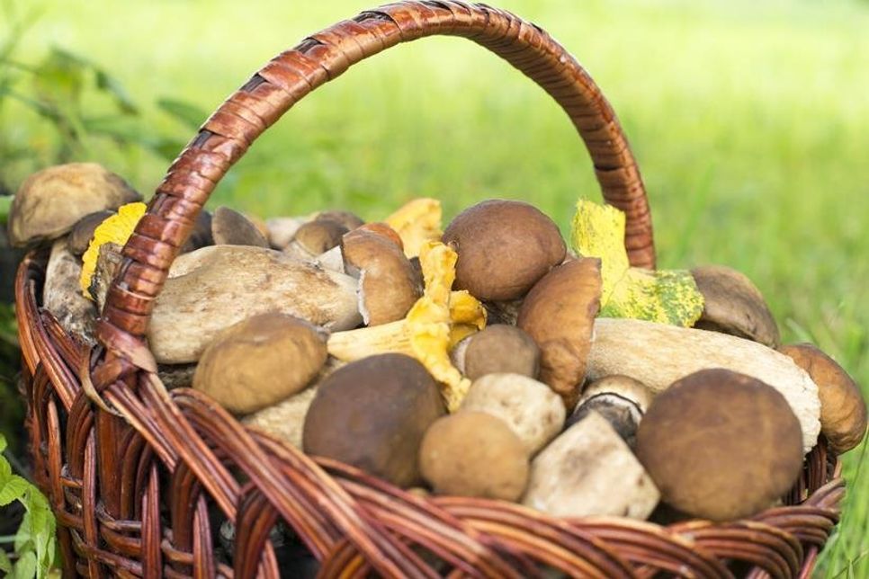 Nur gute Kenntnisse der einheimischen Pilze schützen vor möglichen Vergiftungen.