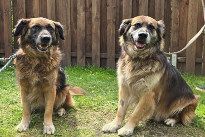 „Ben“ und „Mina“ sind eng miteinander verbunden.