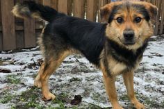 Ob gemeinsame Spaziergänge, kleine Abenteuer oder spielerisches Training, „Brunek“ wäre begeistert, dabei zu sein.