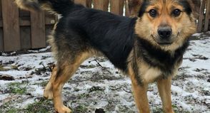 Ob gemeinsame Spaziergänge, kleine Abenteuer oder spielerisches Training, „Brunek“ wäre begeistert, dabei zu sein.