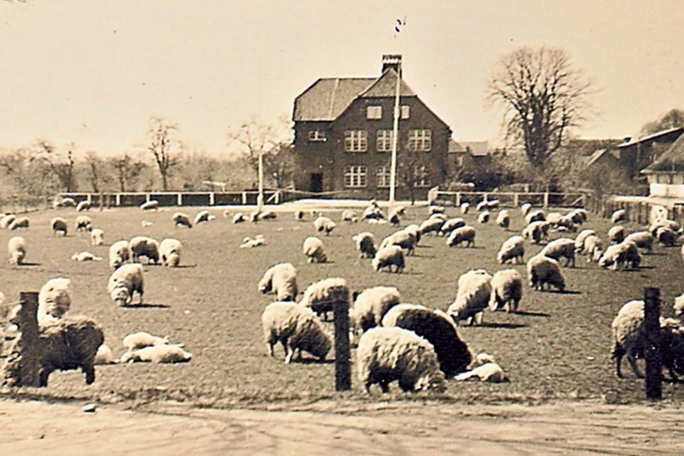 1936 - Schafe, die natürlichen „Pflegekräfte“ auf dem Sportplatz der Schule.