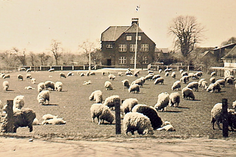 1936 - Schafe, die natürlichen „Pflegekräfte“ auf dem Sportplatz der Schule.