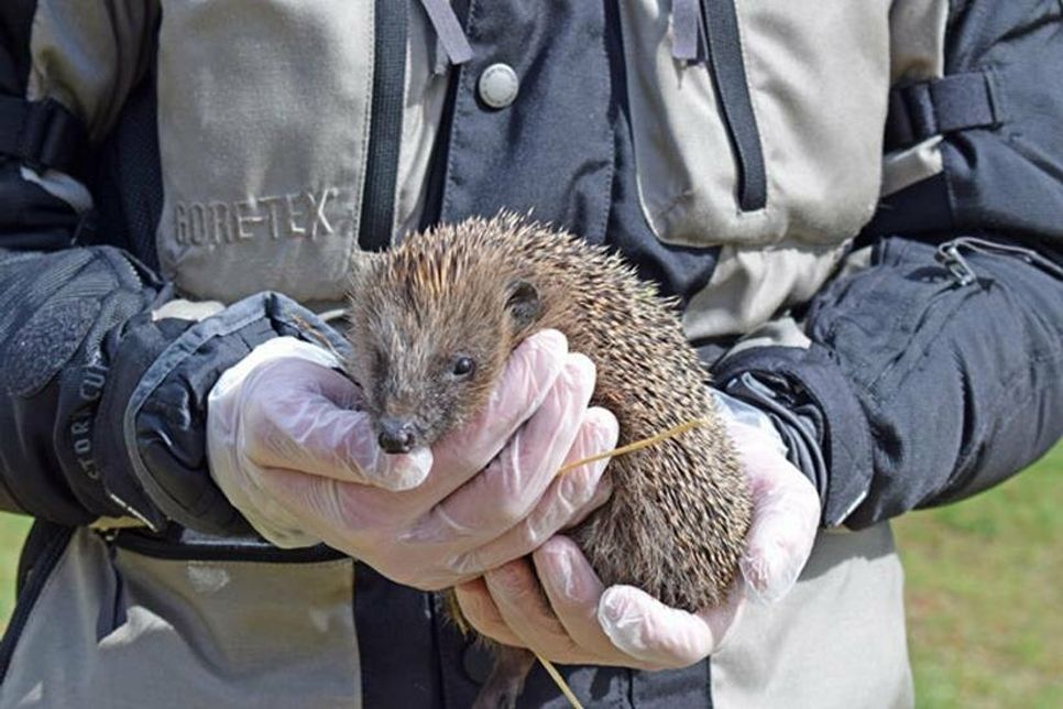Im Frühjahr sind die Jungtiere bereit, wieder ausgewildert zu werden