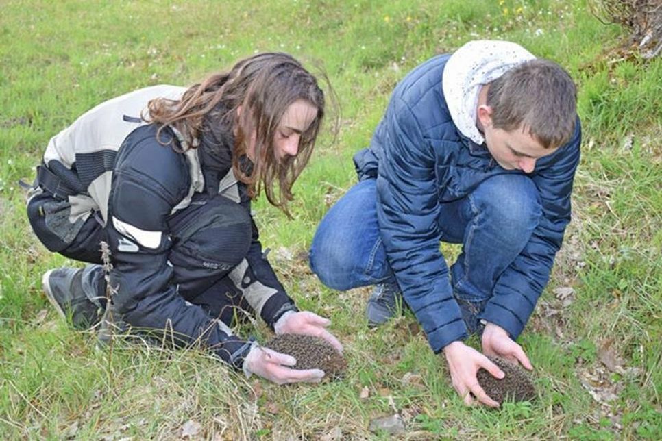 Die jungen Igel stiefeln, kaum sind die in der Natur ausgesetzt, sofort los, um ihr neues Revier zu erkunden