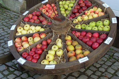 Eine große Auswahl von Apfelsorten wird präsentiert und zum Kauf angeboten.
