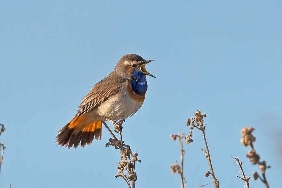 Die Exkursion „Wo das Blaukehlchen singt“ findet am 30. April statt.