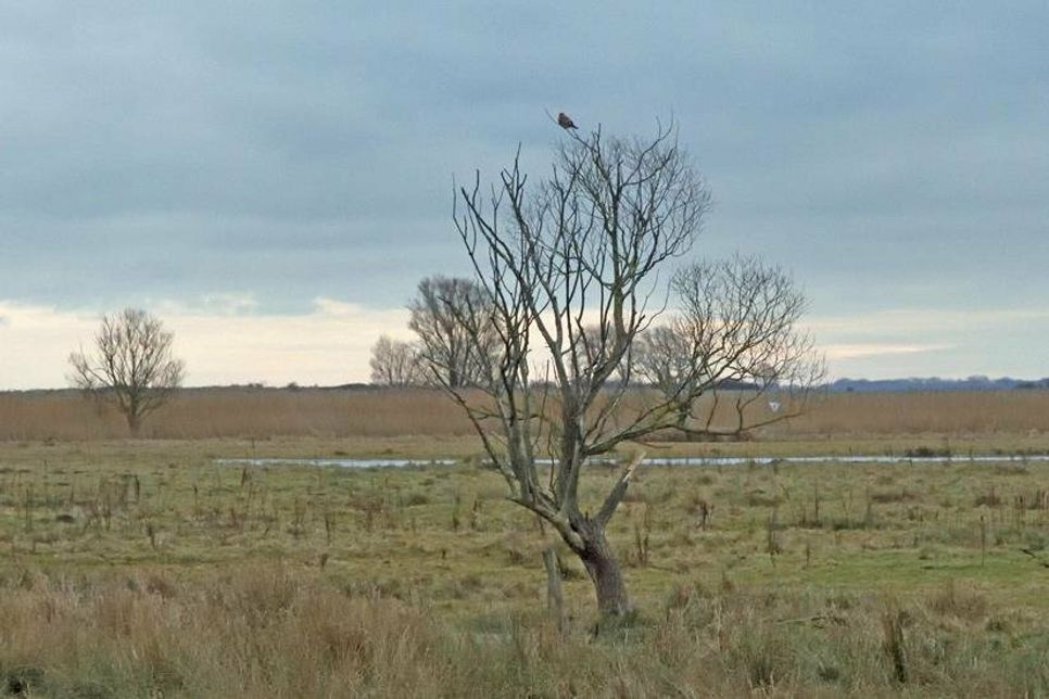 Greifvogel im Naturschutzgebiet bei Behrensdorf.