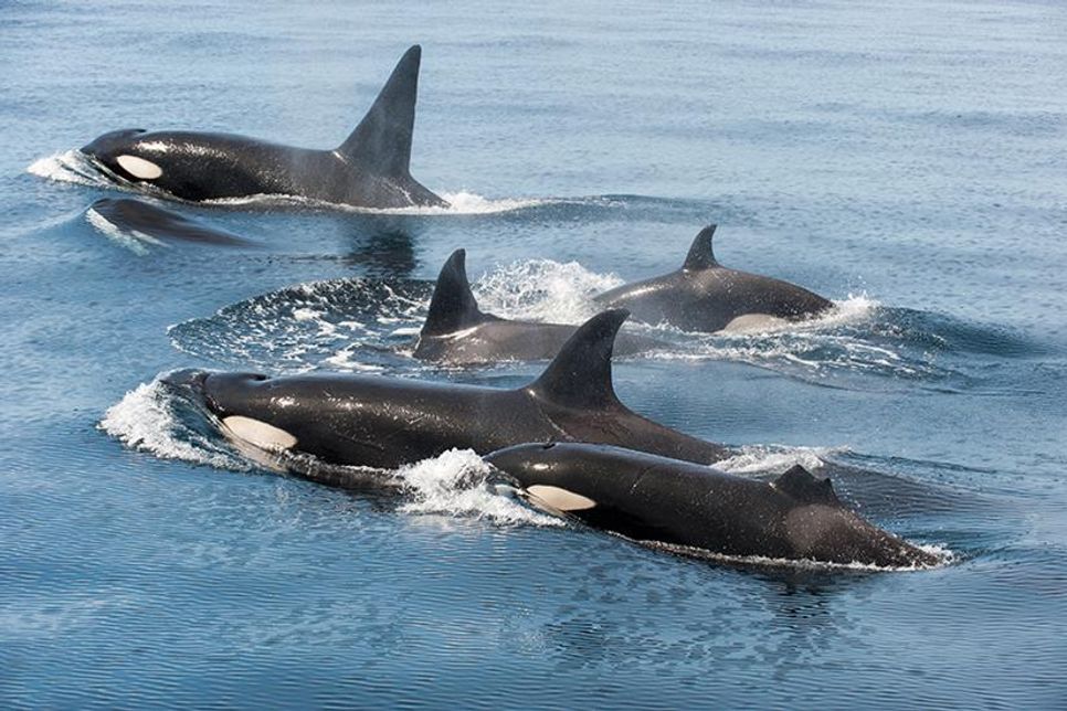 Orcas sind faszinierende Jäger der Meere.