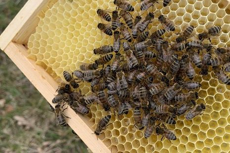 Ein Bienenvolk umfasst zwischen 40.000 und 60.000 Bienen.